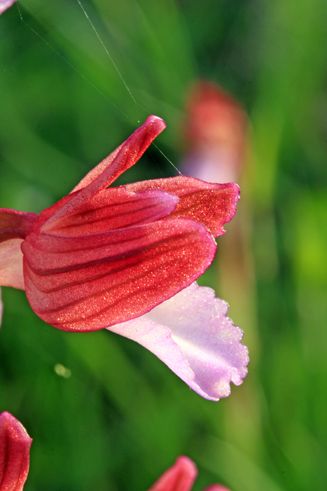 Orchis papilionacea